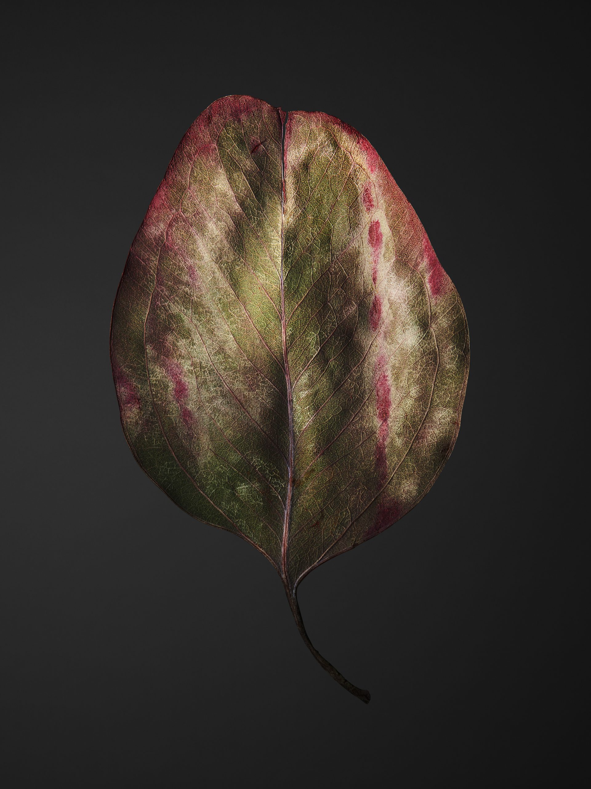 REVOLTAB_Eukalypthus_Final_Low_01
