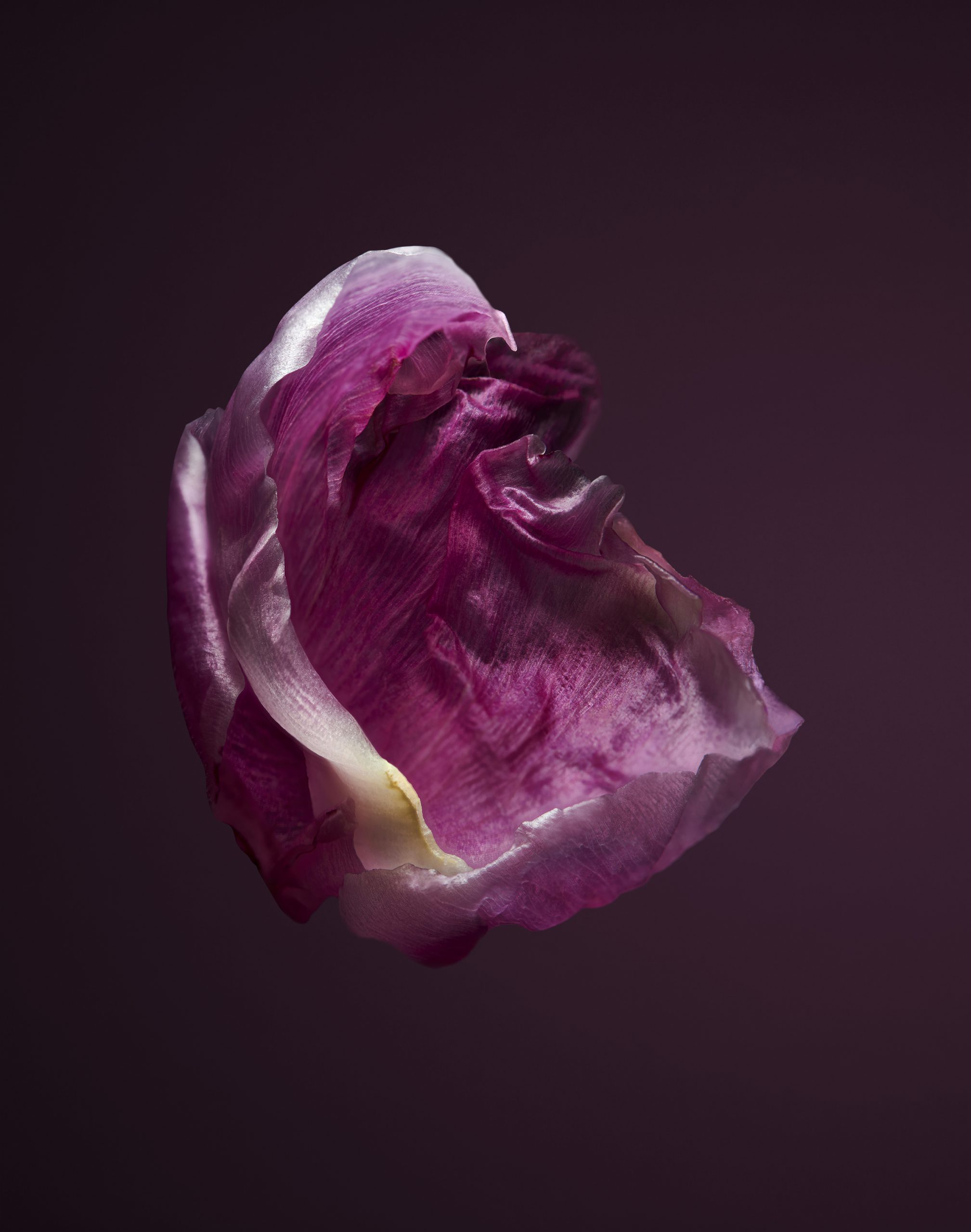 REVOLTAB_Pfingstrose_Final_Low_01