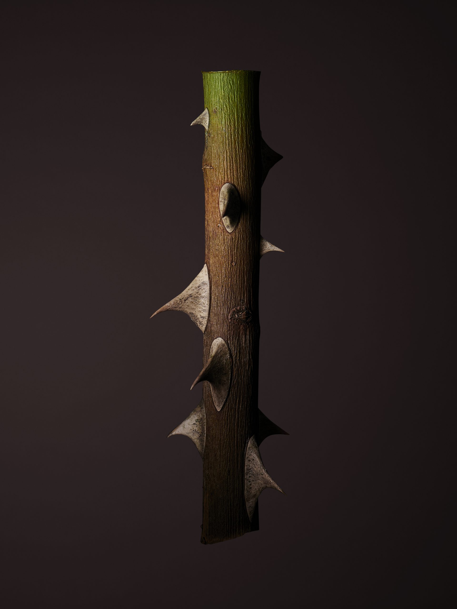 REVOLTAB_Rosenholz_Final_Low_01